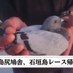 2023年 宮古島🏝️島尻鳩舎訪問Part③