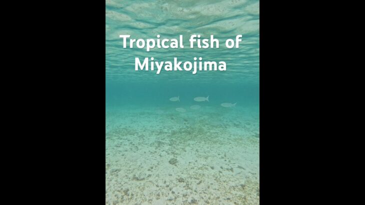 2023年 Tropical fish of Miyakojima #シュノーケリング #スノーケリング #宮古島 #travel