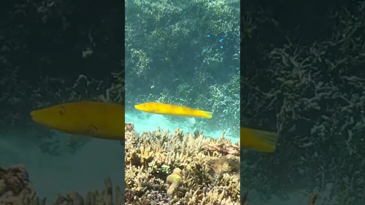 2023年 #シュノーケリング #スノーケリング #fish #宮古島 #tropicalfish #熱帯魚 #宮古島