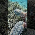 2023年 https://youtube.com/@miyakojima3540?si=OBFy3qNUgGcFdELM宮古島のアオウミガメ