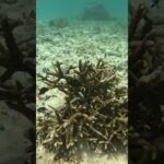 2023年 https://youtube.com/@miyakojima3540?si=OBFy3qNUgGcFdELM宮古島の熱帯魚達