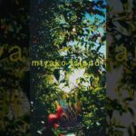 2023年 miyako island