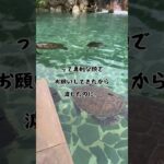 2023年 宮古島でまさかの…#shorts  #ヒモ観察日記  #宮古島