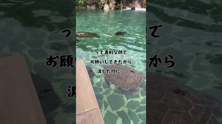 2023年 宮古島でまさかの…#shorts  #ヒモ観察日記  #宮古島