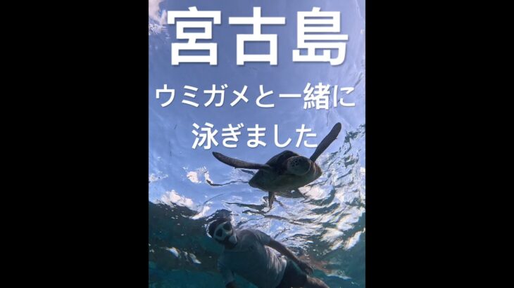 2023年 宮古島の海でウミガメと一緒に泳いできました❤️ #turtle #seaturtles #ウミガメ#宮古島#シュノーケリング#スノーケリング