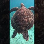 2023年 #シュノーケリング #スノーケリング #turtle # #宮古島 #turtle #ウミガメ