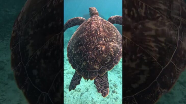 2023年 #シュノーケリング #スノーケリング #turtle # #宮古島 #turtle #ウミガメ