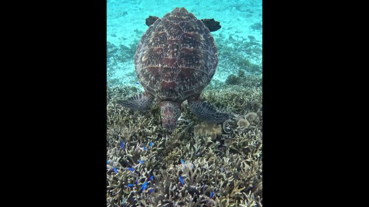 2023年 宮古島の海の中（食事中のアオウミガメとルリスズメダイ）