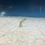 2023年 宮古島水族館的哈氏異康吉鰻