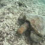 2023年 宮古島シュノーケル🤿🏝️ツアーでいった海の様子✨🌼
