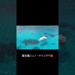 2023年 宮古島旅行で人生初のシュノーケリング🤿🌺ウミガメもいたよ！！ #宮古島 #宮古島旅行 #シュノーケリング #宮古島観光