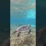 2023年 宮古島のアオウミガメ