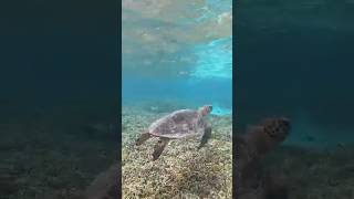 2023年 宮古島のアオウミガメ