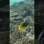 2023年 宮古島の熱帯魚達