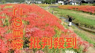 源氏川に秋きたる　赤や白のヒガンバナ　茨城・常陸太田