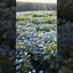 おとけしき　放浪記　茨城県　国営ひたち海浜公園　ネモフィラ　行ってみた　旅行　観光地