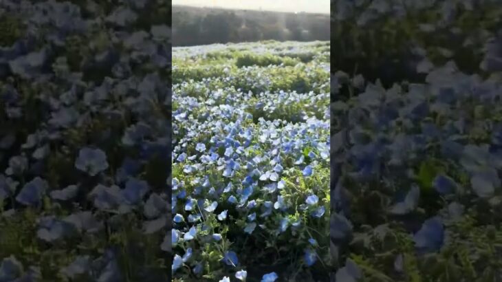 おとけしき　放浪記　茨城県　国営ひたち海浜公園　ネモフィラ　行ってみた　旅行　観光地