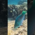 2023年 宮古島の熱帯魚達