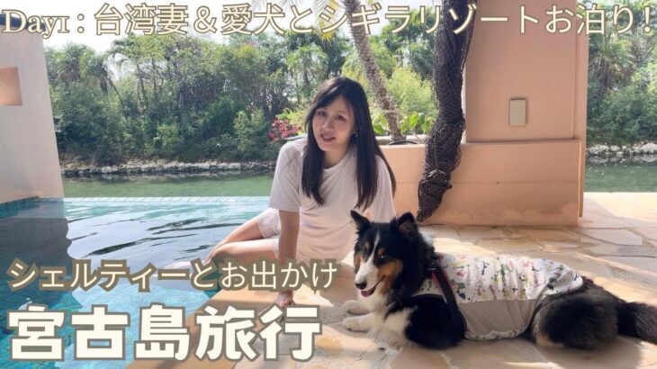 2023年 【🚙宮古島旅行1/3】愛犬と行く宮古島Day1！わんちゃんホテルが何と東京ドーム90個分！豪華すぎてびっくり！！(Miyako Island Day1 with Sheltie!)