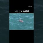 2023年 ウミガメの呼吸　宮古島　その2