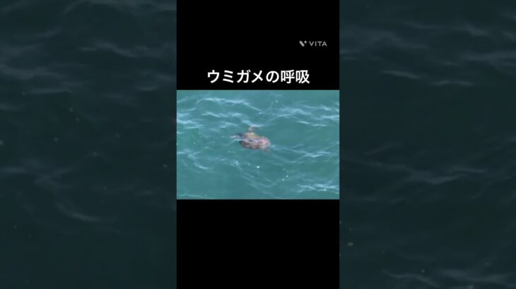 2023年 ウミガメの呼吸　宮古島　その2