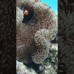 2023年 2025宮古島🏝️ #宮古島 #来間島 #ファンダイビング　　#アクアドロップ宮古島 インストラクターさん撮影