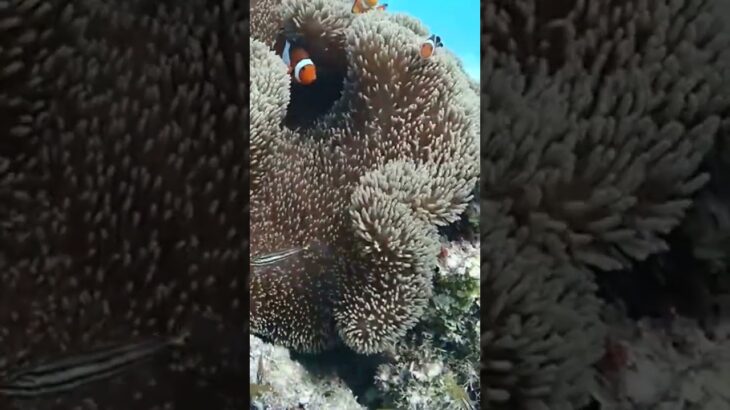 2023年 2025宮古島🏝️ #宮古島 #来間島 #ファンダイビング　　#アクアドロップ宮古島 インストラクターさん撮影