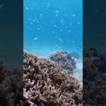 2023年 2025宮古島🏝️ #宮古島 #来間島 #ファンダイビング　　#アクアドロップ宮古島 インストラクターさん撮影