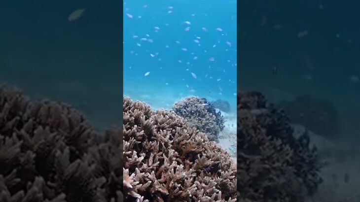 2023年 2025宮古島🏝️ #宮古島 #来間島 #ファンダイビング　　#アクアドロップ宮古島 インストラクターさん撮影