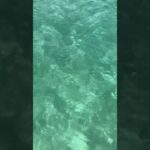 2023年 2025 来間島🏝️✨ #2025 #宮古島 #来間島 #パチャビーチ