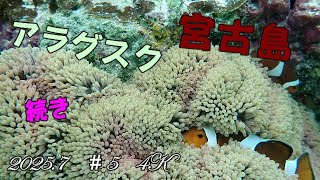 2023年 宮古島　アラグスクのカクレクマノミ　2025 7　＃5　４Ｋ