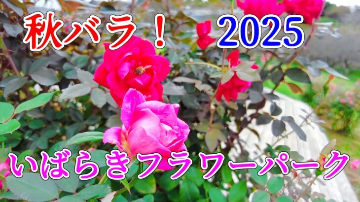 🌹 秋バラ2025 いばらきフラワーパーク #いばらきフラワーパーク #秋バラ #茨城観光 #花のある暮らし #癒しの風景 #rose