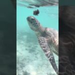 2023年 2025/10/06 沖縄　宮古島　新城海岸　ウミガメ　食事中
