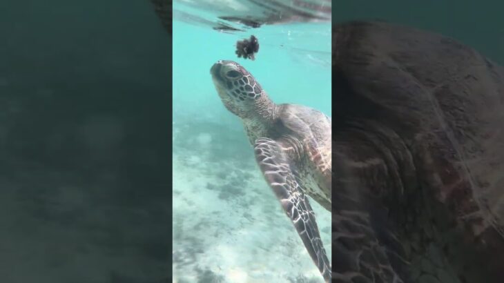 2023年 2025/10/06 沖縄　宮古島　新城海岸　ウミガメ　食事中