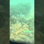 2023年 2025/10/06 宮古島　新城海岸　おさかな