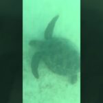2023年 2025/10/07 宮古島　新城海岸　ウミガメ