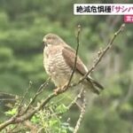 2023年 絶滅危惧種に指定 タカの仲間「サシバ」飛来調査 宮古島市の伊良部島は越冬する渡り鳥・サシバの休息地（沖縄テレビ）2025/10/09