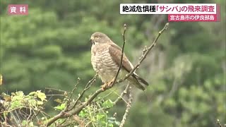 2023年 絶滅危惧種に指定 タカの仲間「サシバ」飛来調査 宮古島市の伊良部島は越冬する渡り鳥・サシバの休息地（沖縄テレビ）2025/10/09