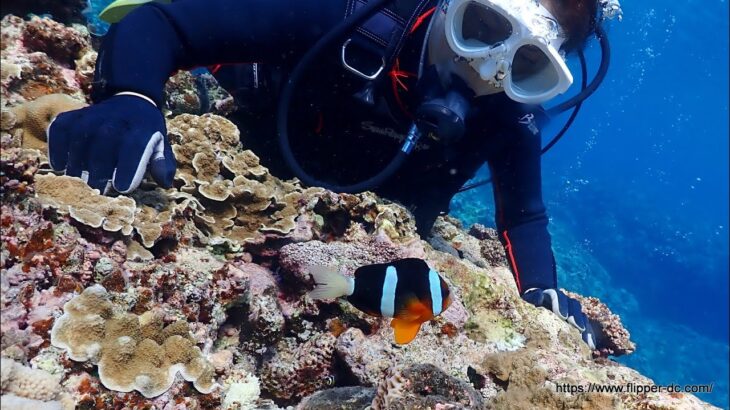 2023年 2025/10/15宮古島　きれいすぎる宮古島の海で体験ダイビング。　これははまるでしょ！　まーちゃん＆みーちゃんのダイビングもおもしろい！　群馬県伊勢崎市のダイビングショップ