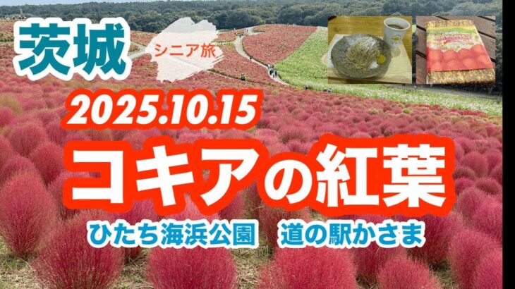[コキア2025秋]国営ひたち海浜公園のコキアをみてきた/道の駅かさまのモンブラン(2025.10.15撮影)