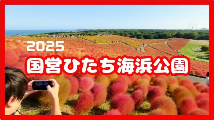 2025すっかり秋/コキア/コスモス【国営ひたち海浜公園】(茨城県ひたちなか市)[4K]