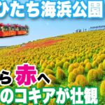 【絶景・国営ひたち海浜公園2025秋】緑から赤に染まりゆくコキア４万本　ネモフィラだけじゃない巨大公園に行ってみた　茨城旅②　Hitachi Seaside Park
