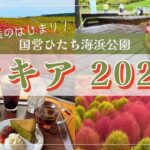 【国営ひたち海浜公園2025】秋はコキアの紅葉！赤い絨毯はいつ見られる？混雑状況もお届け！【Kochia in Hitachi Seaside Park】