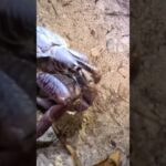 2023年 【ヤシガニ】2日間探し求めてようやく遭遇！！　宮古島　新城海岸　#gopro