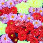 2023年 41 宮古島市西里 ありがとうの花