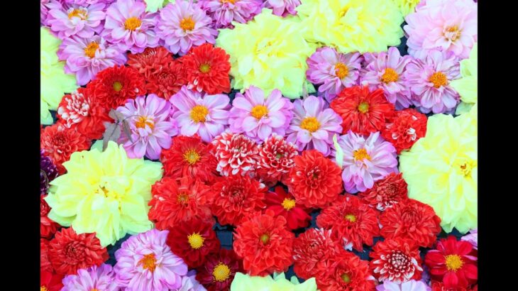 2023年 41 宮古島市西里 ありがとうの花