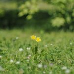 2023年 41 宮古島市平良西里 野に咲く花のように