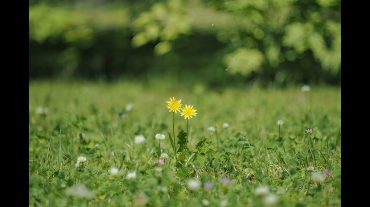 2023年 41 宮古島市平良西里 野に咲く花のように