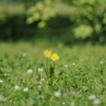 2023年 42 宮古島市下地字与那覇 野に咲く花のように