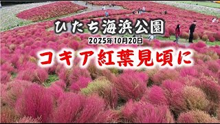 🌸[4K] 茨城県 国営ひたち海浜公園 コキアが真っ赤に見晴らしの丘を染めた 2025/10/25